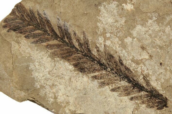 Fossil Leaf (Metasequoia sp) - McAbee, BC #226134